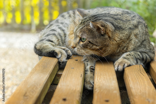Tabby cat casually resting on a wooden garden bench