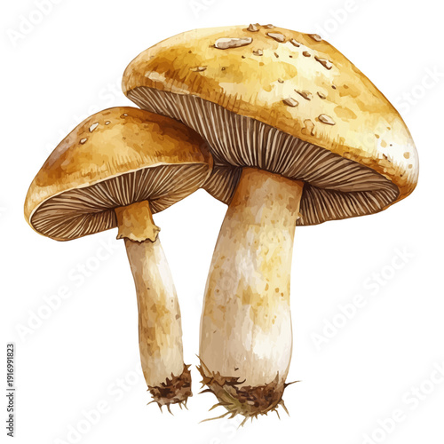 Forest Mushrooms, watercolor illustration vector, isolated on a white background.