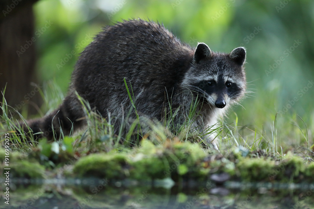 Obraz premium Szop pracz, szop amerykański, (Procyon lotor), raccoon