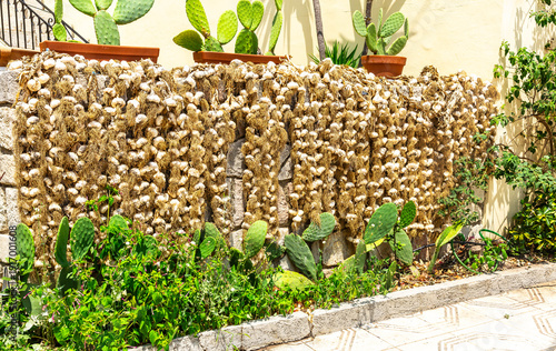 Garlic drying in the sun.  Neatly tied braids of whole garlic bulbs placed on a wall to dry in the warm sunshine.  Island of Ithaca, Kefalonia, Greece.  Horizontal  Space for copy.