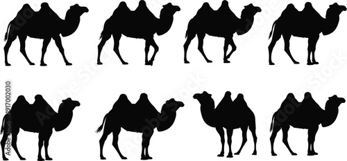 Camel silhouette collection, Bactrian icons, desert animal artwork, wildlife vector, nature clipart, mammal design, zoology illustration, species study, travel graphics