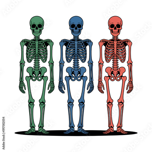 Three colorful skeletons standing side by side on a white background