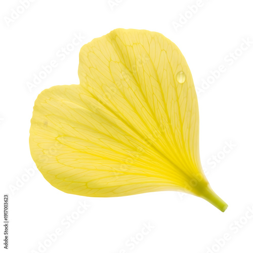 Delicate yellow evening primrose blossom petal isolated on transparent or white background. PNG

