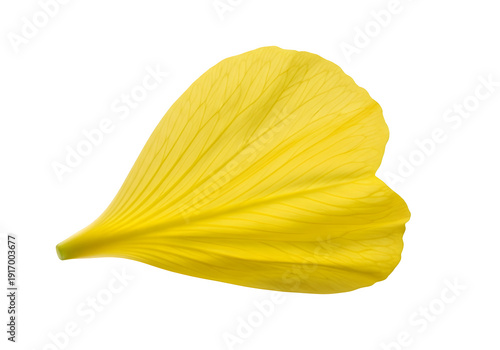 Delicate yellow evening primrose blossom petal isolated on transparent or white background. PNG
