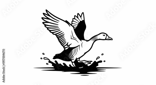 A black and white drawing of a goose taking flight from splashing water