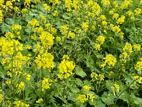 Field of yellow wild mustard flowers. A close-up shot of yellow wildflowers.