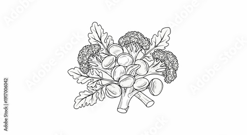 A botanical illustration of broccoli florets with stem and oval shaped elements