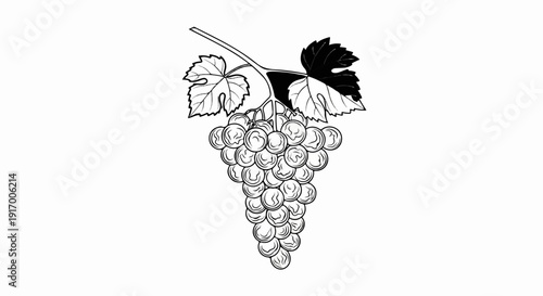A detailed black and white line drawing of a bunch of ripe grapes and leaves