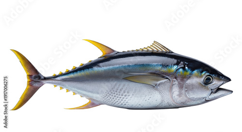 Whole Yellowfin Tuna, blue-grey/silver with yellow fins, wet & glistening on transparent studio background, soft light, sharp focus, mouth open, concept of culinary excellence