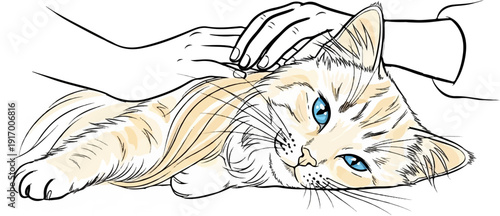 A hand gently strokes a beautiful blue-eyed cat, illustrating comfort and companionship