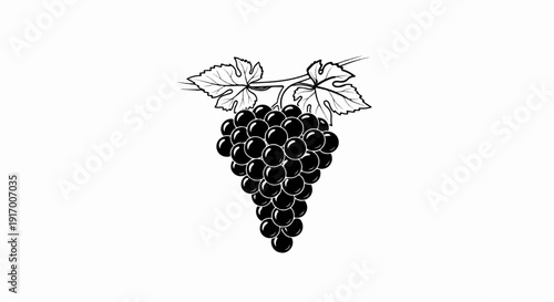 A bunch of ripe, dark grapes hangs from a vine with two leaves