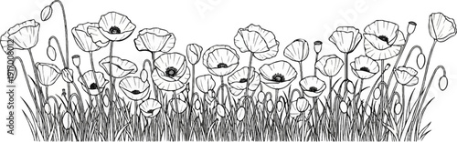 A field of blooming poppies and buds on thin stalks, in a sketch style