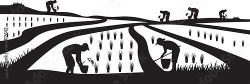 Black and white of farmers planting rice in terraced fields