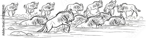A herd of wildebeest crossing a river, some wading and others in motion