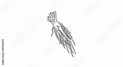 Line art illustration of a root vegetable with a bunch of stems