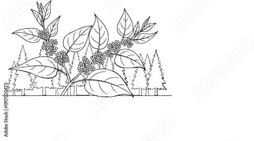 A black and white drawing of blooming branches and evergreen trees