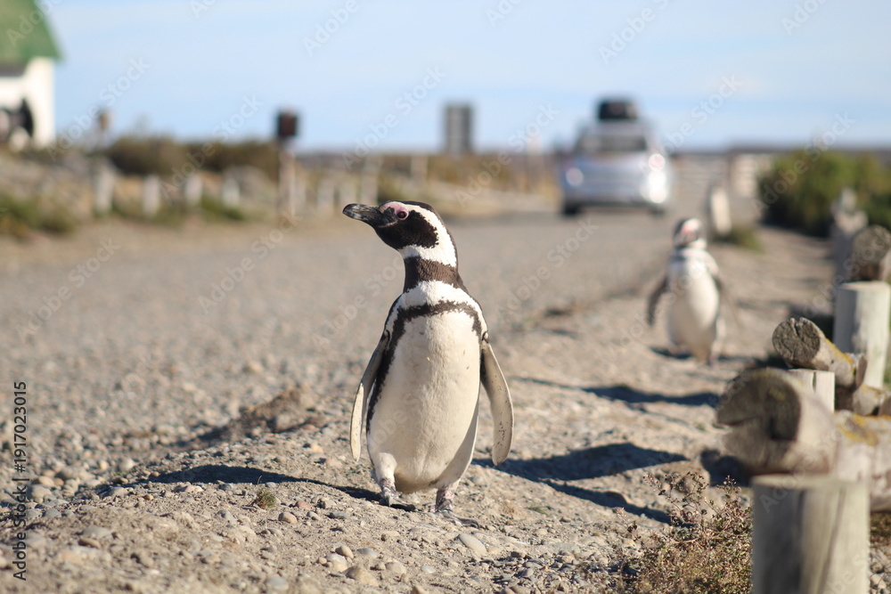Fototapeta premium Pinguim de Magalhães em Cabo Vírgenes, na Patagônia Argentina 