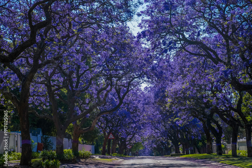 Tableau sur toile A picturesque street lined with vibrant purple jacaranda trees in full bloom in