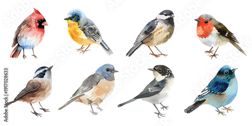 Watercolor set of cute woodland birds of songbird, robin, bluebird, tit, and cardinal. avian elements isolated on transparent background