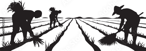 Silhouettes of People Planting Rice in a Paddy Field