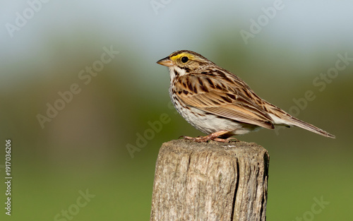 Savannah sparrow watching over its territory from a wooden post