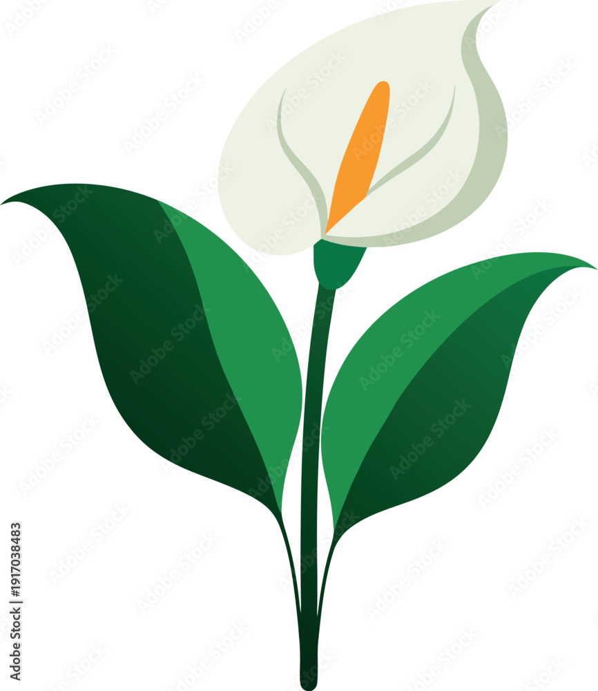 Fototapeta premium Elegant Peace Lily Botanical Illustration Artwork