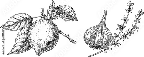Engraved botanical illustration set featuring lemon, garlic, and thyme sprig for retro design