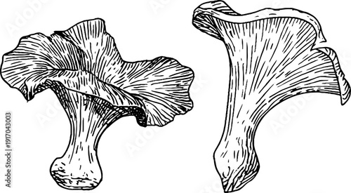 Vintage hand drawn engraving of chanterelle and mushroom cap illustration for retro design