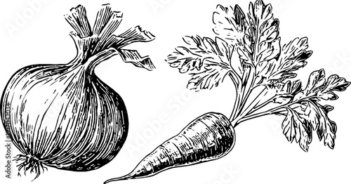 Vintage engraved illustration of onion, carrot, and celery for culinary and botanical design