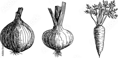Vintage vegetable engravings: onion, carrot, celery for retro design