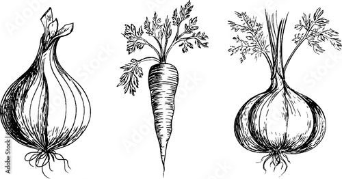 Vintage vegetable sketch set: onion, carrot, celery for retro design