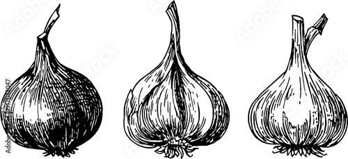 Vintage engraved set of onion and garlic bulbs for design