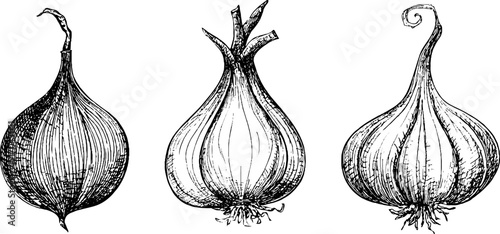 Vintage engraved illustrations of onion and garlic bulbs for retro design