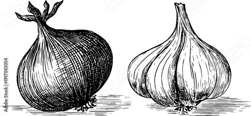 Vintage engraved illustration of onion bulb and garlic bulb for retro design and label use