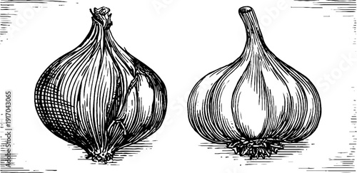Vintage engraved illustration set of onion and garlic bulbs for culinary design