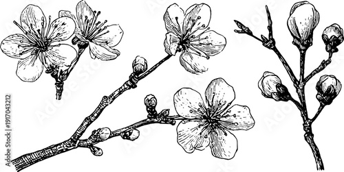 Vintage spring blossoms and buds engraving set for design projects