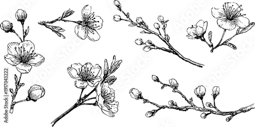 Vintage engraved illustration of spring blossoms and buds for design projects