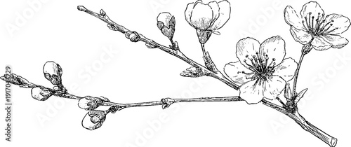 Engraved illustration set of spring blossoms and buds for design projects