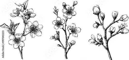 Engraved floral illustration set of spring blossoms and buds for design