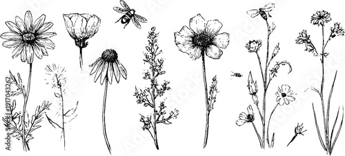 Engraved sketch of summer meadow flowers and grasses - perfect for botanical designs