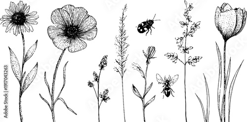 Vintage engraved illustration of summer meadow flowers and grasses for nature design