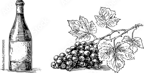 Vintage engraved illustration of wine bottle and grape bunch for label design