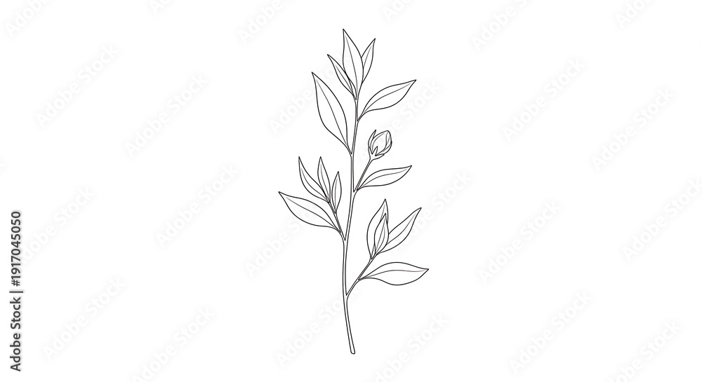 Fototapeta premium Minimal botanical line of a plant with leaves and bud isolated on a transparent background