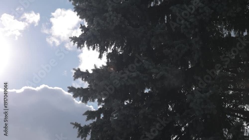 Bright sun flares through tall evergreen trees as soft clouds drift across a blue sky. The camera gently tilts upward, capturing a calm, natural forest moment filled with light, air, and serenity.