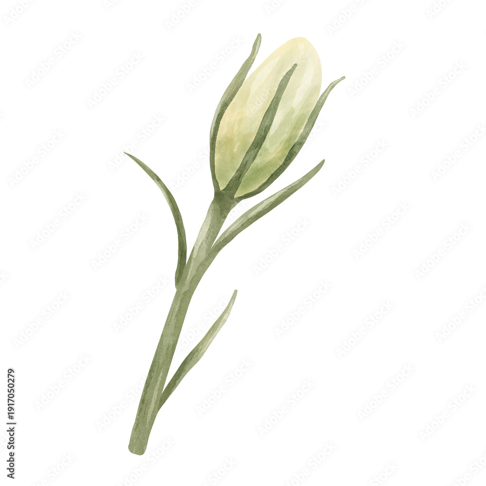 Fototapeta premium Flower Bud Watercolor