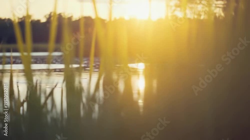 Golden hour light warms a tranquil lake as soft ripples and emergent reeds catch the golden glow, creating a serene, dreamy reflection and peaceful waterscape