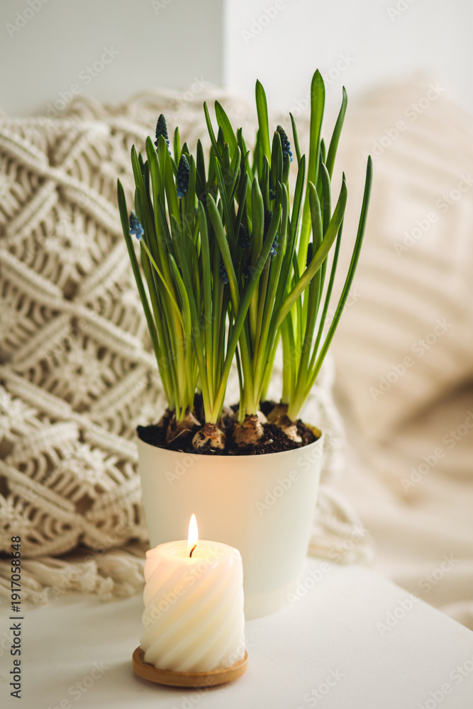 Fototapeta premium Fresh spring flower muscari in bloom with bulbs. Bulbous plant in home interior. Aroma candle, bedroom aromatherapy. Cozy atmosphere, white background.