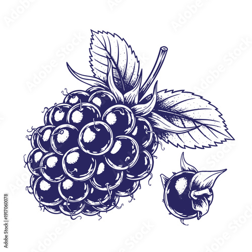 Grunge texture A detailed illustration of a blackberry with leaves and a single berry on a white background Vintage Style