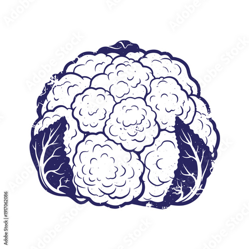 Grunge texture cauliflower illustration in blue and white colors on clean white background for food and vegetable concepts Vintage Style