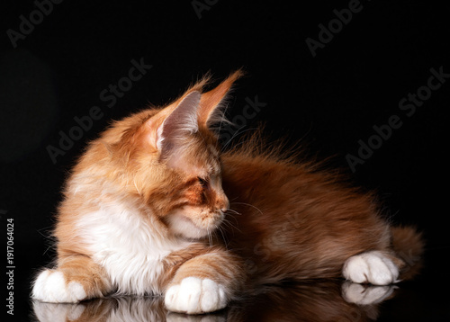 Beautiful cute maine coon kitten on black background in studio, isolated.
